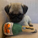 pug puppy for sale