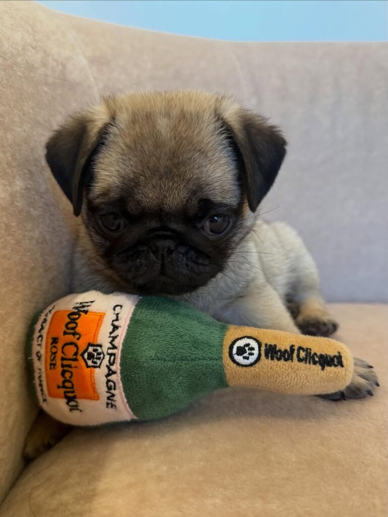 pug puppy for sale
