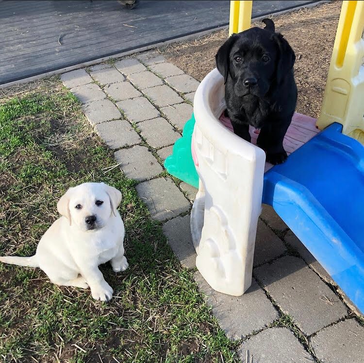 lab