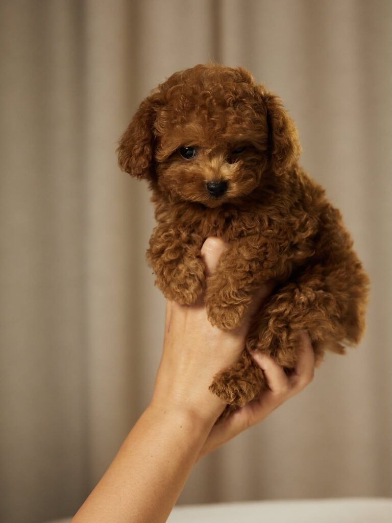 poodle puppy
