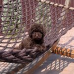 Poodle For sale