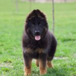 German Shepard puppy