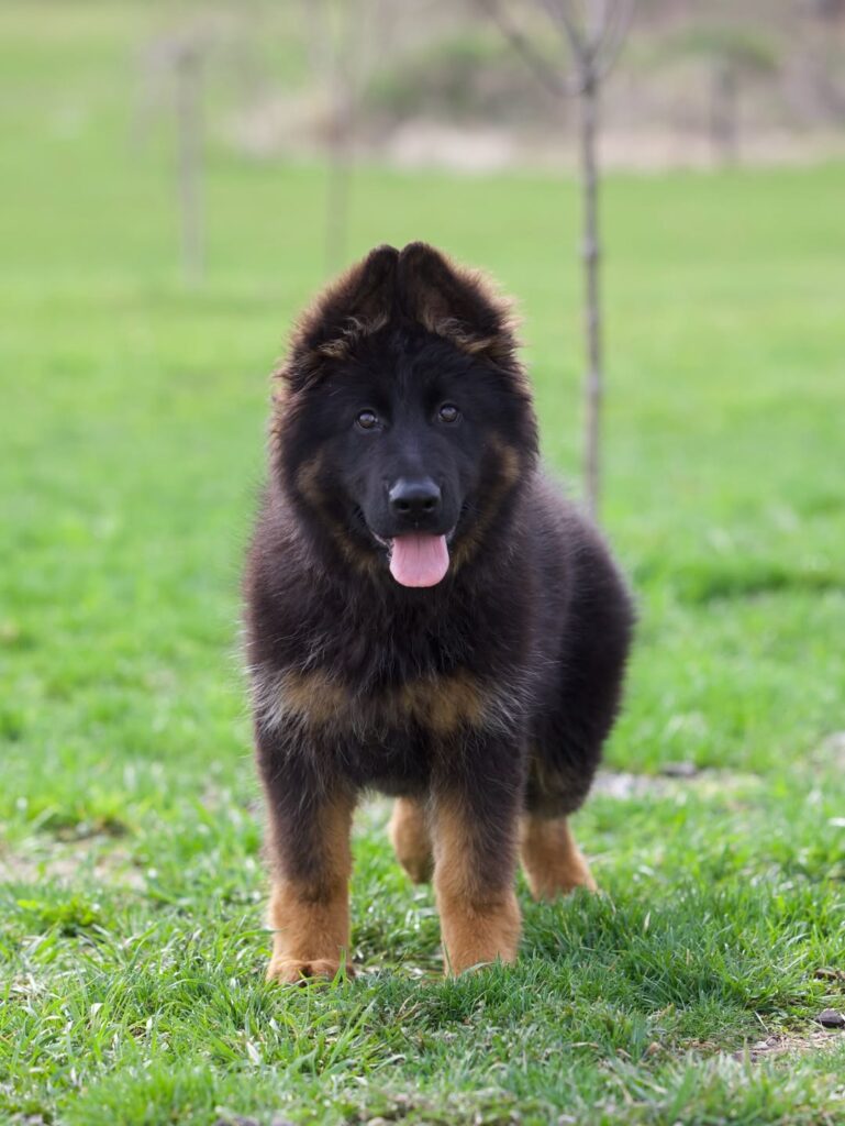German Shepard puppy