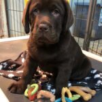 Labrador Retriever puppies