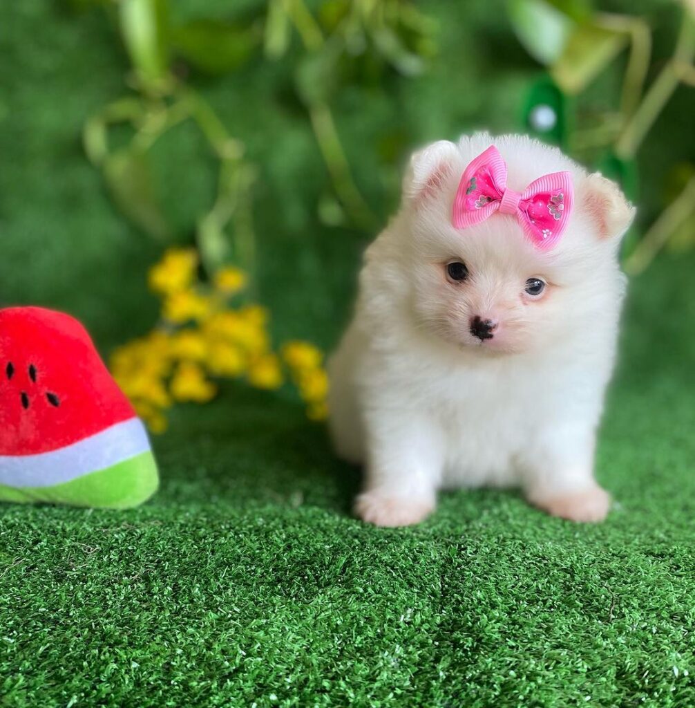 Pomeranian Puppy for free