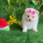 Pomeranian Puppy for free