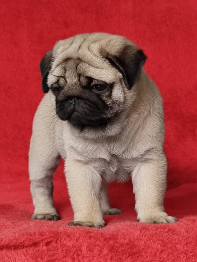 Pug puppies free