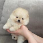 Pomeranian puppy