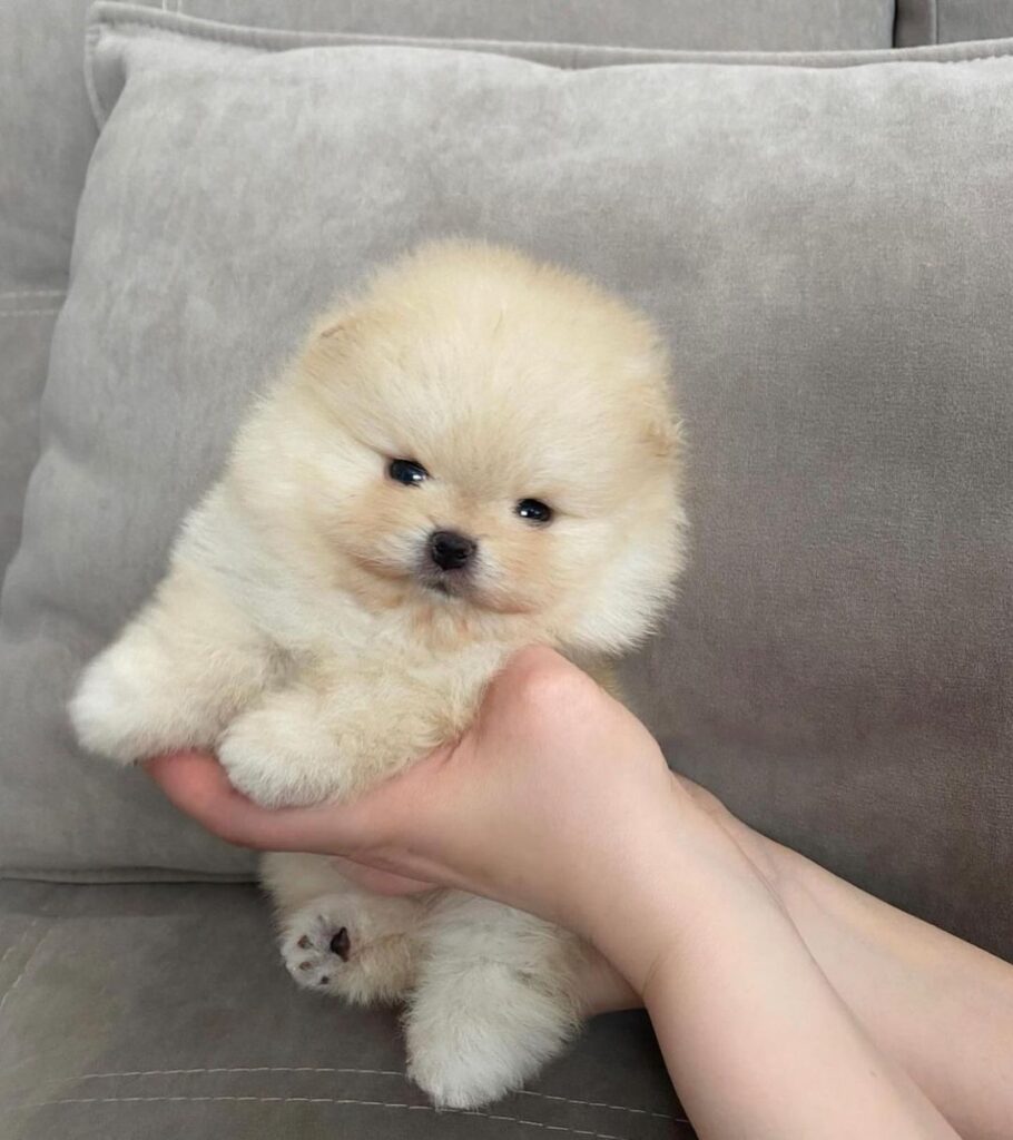 Pomeranian puppy
