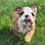 english bulldog puppies for sale