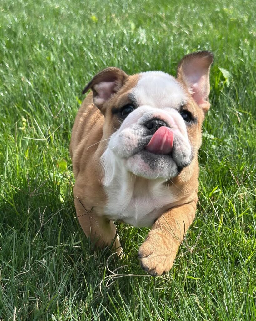 english bulldog puppies for sale